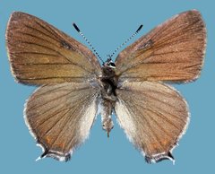 Satyrium sylvinus putnami
