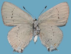 Satyrium sylvinus putnami