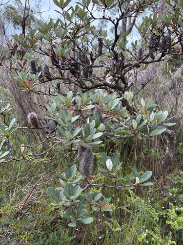 Banksia paludosa, photograph 4