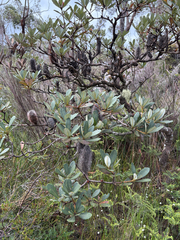 Banksia paludosa, photograph (c) Bryce Watts-Parker, some rights reserved (CC BY)