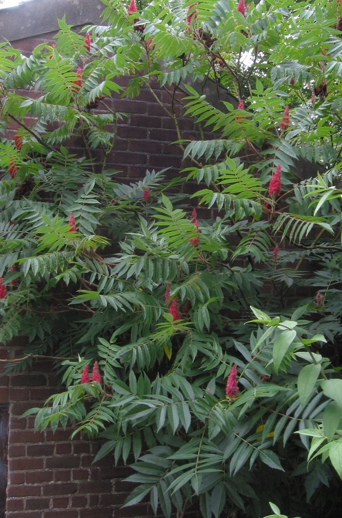 sumacs (Edible and Useful Plants in Fort Bend County) · iNaturalist