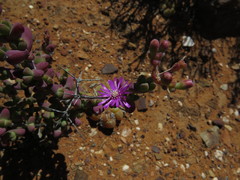 Ruschia cradockensis