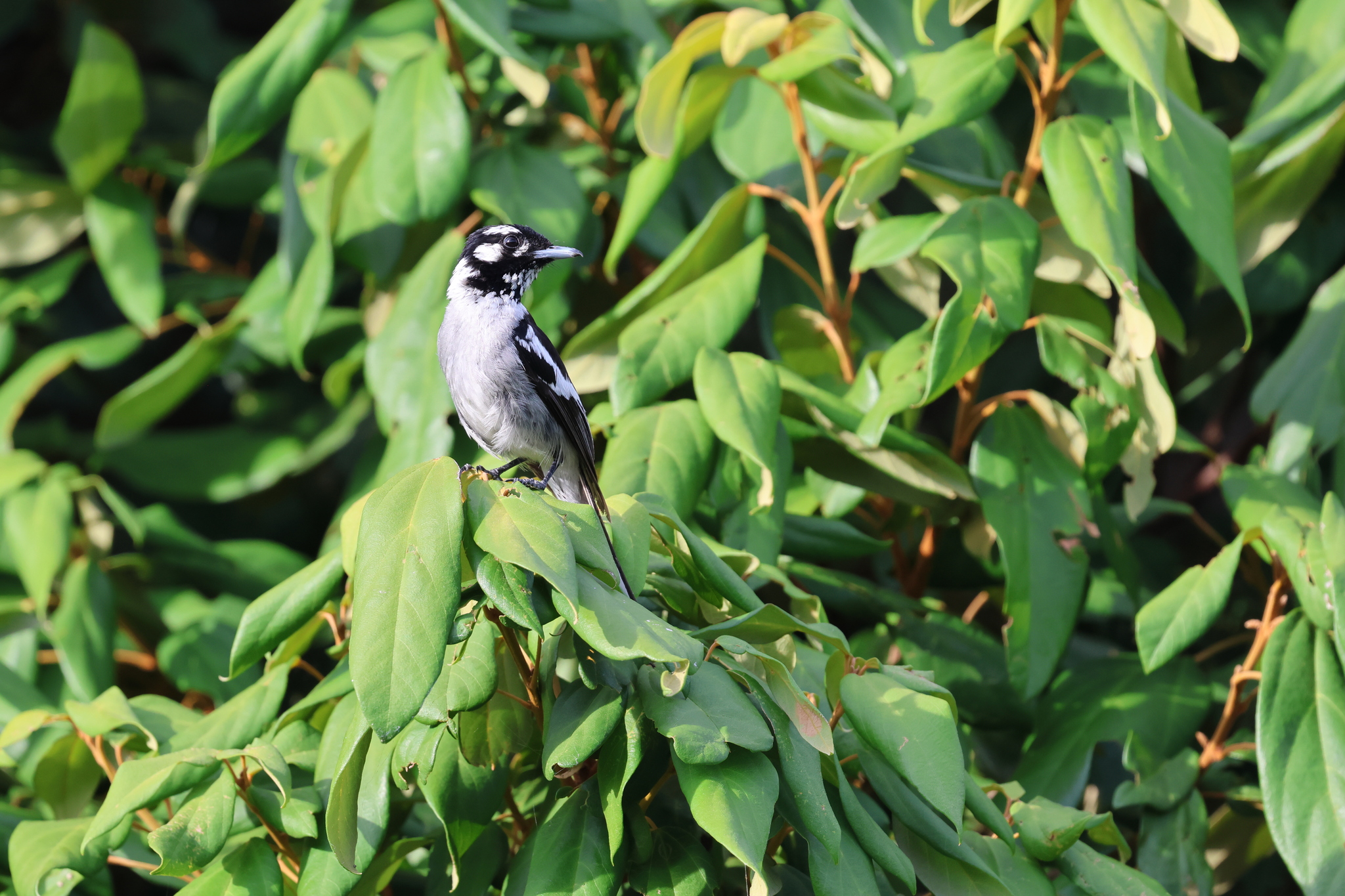 White-eared Monarch (Carterornis leucotis), photo 1