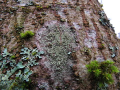 Buellia griseovirens