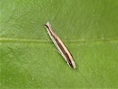 Erechthias stilbella