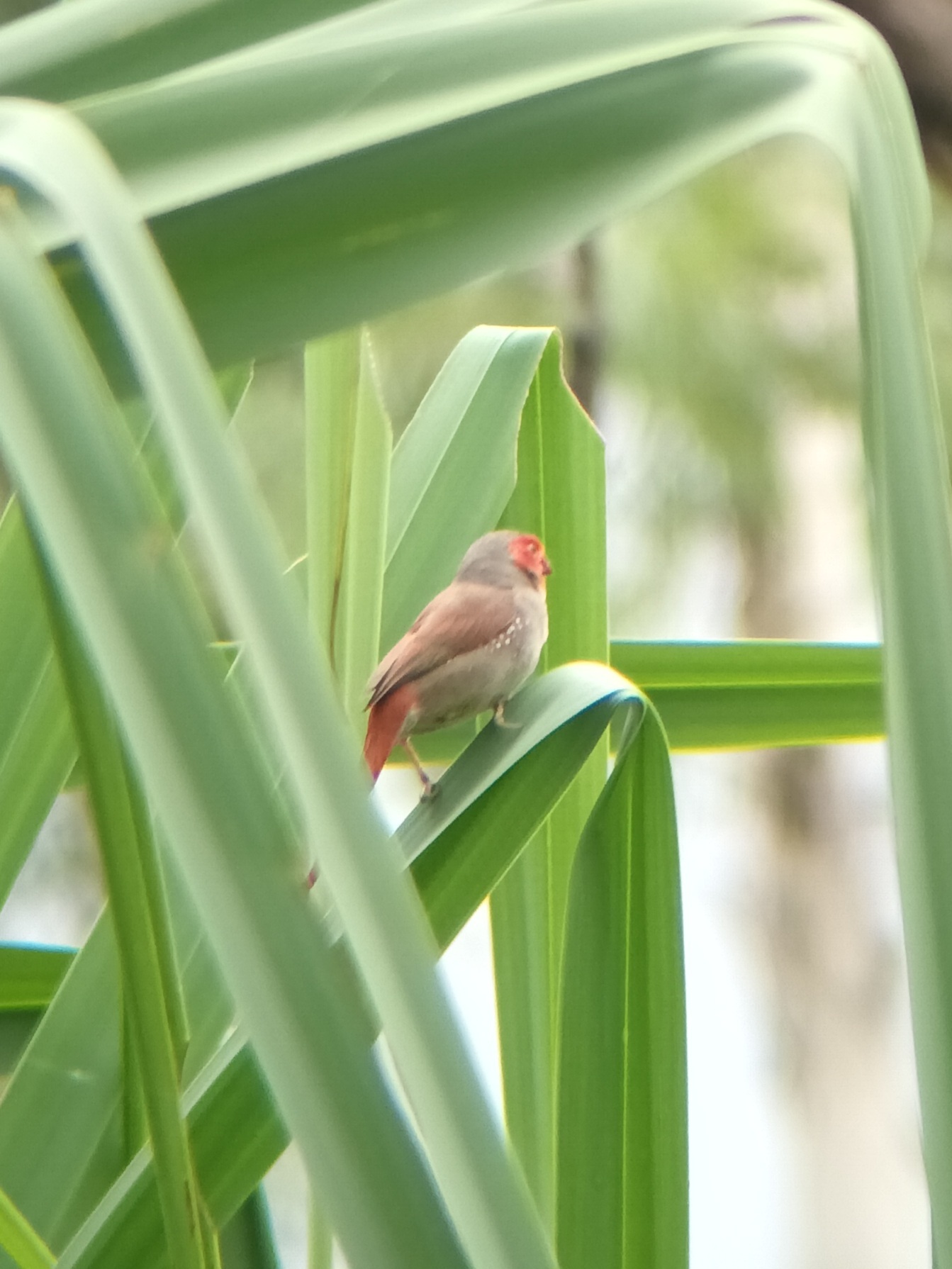 Crimson Finch (Neochmia phaeton), photo 1