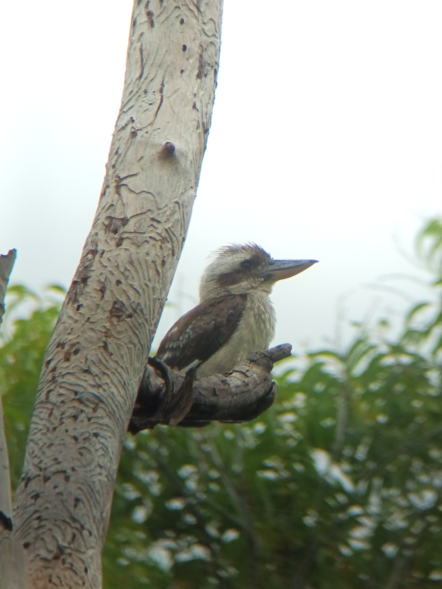Laughing Kookaburra (Dacelo novaeguineae), photo 4