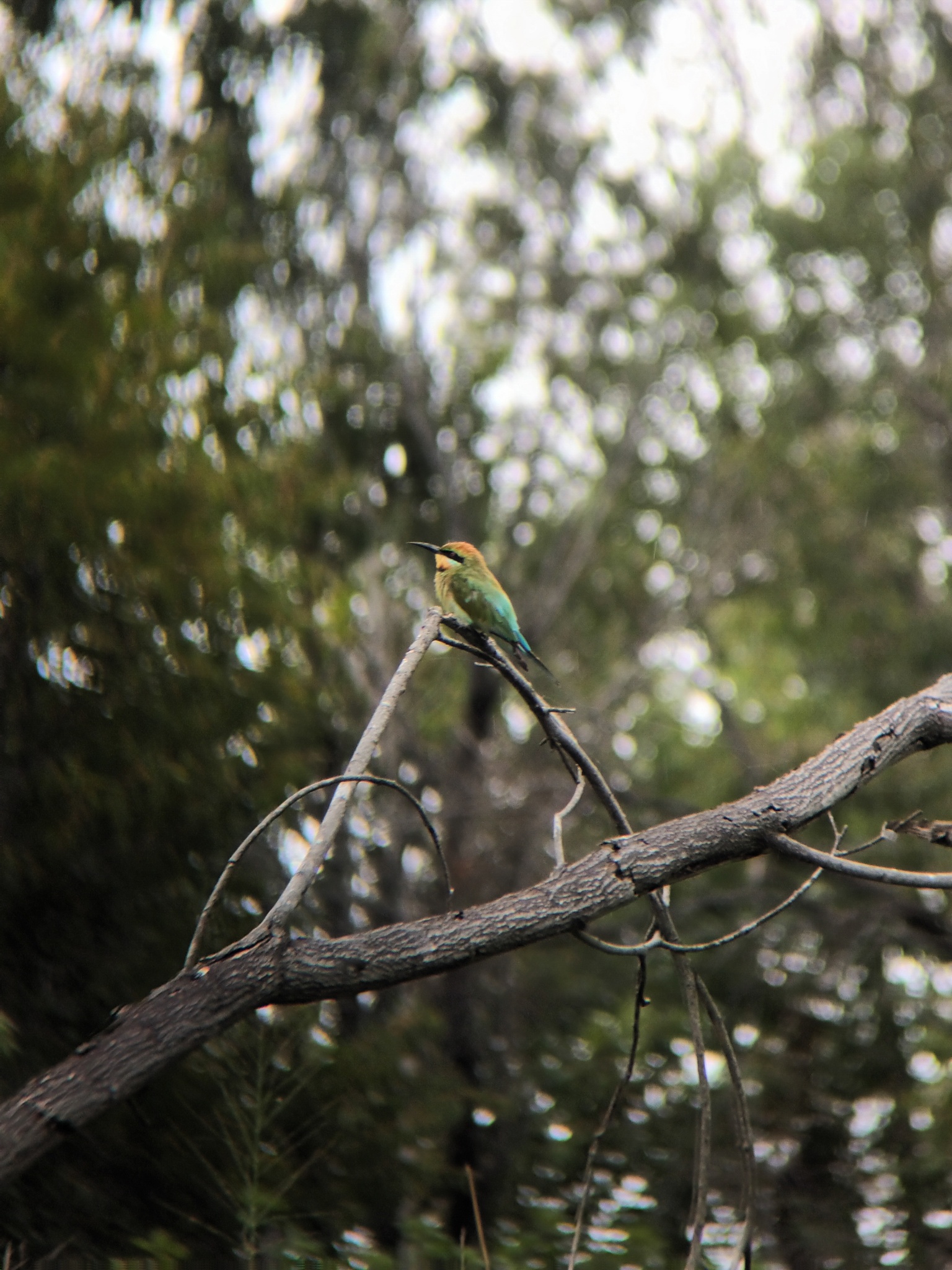 Rainbow Bee-eater (Merops ornatus), photo 3