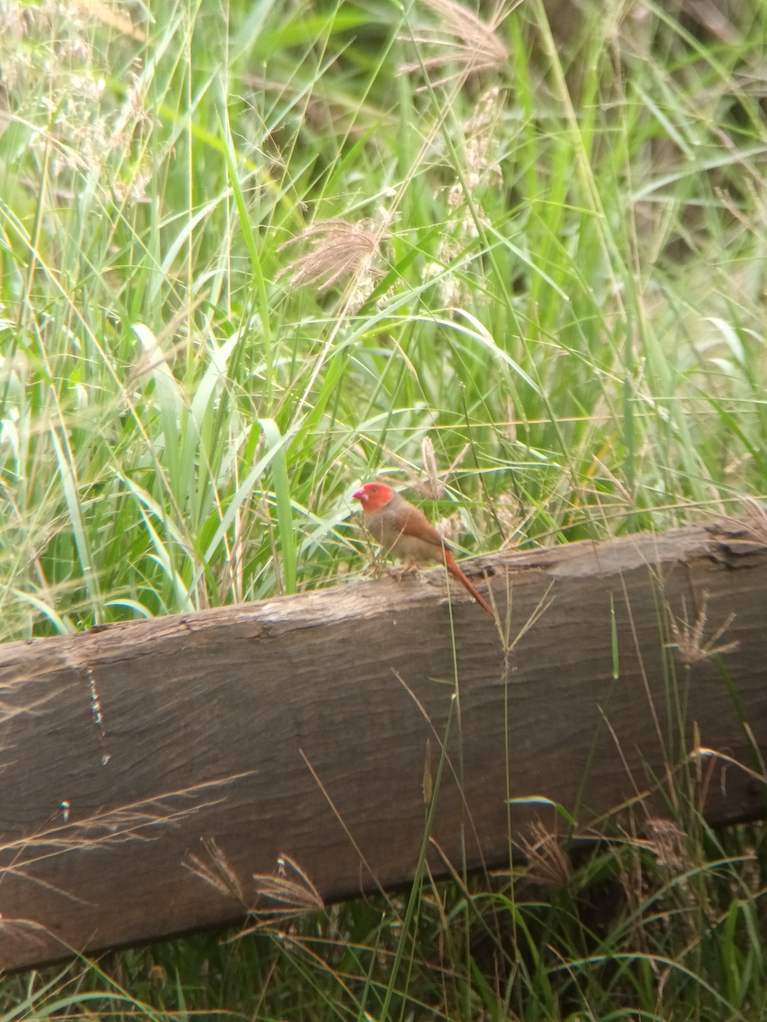 Crimson Finch (Neochmia phaeton), photo 2