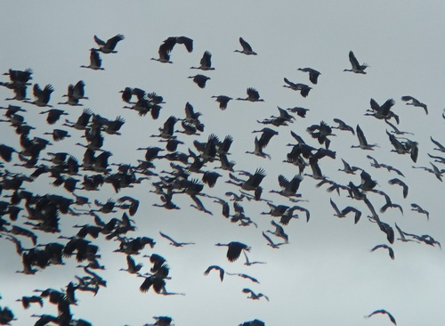 Magpie Goose (Anseranas semipalmata), photo 4