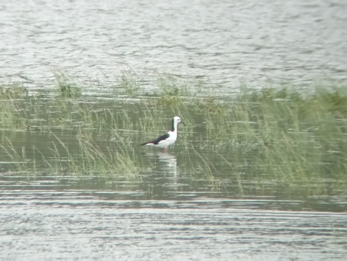 Pied Stilt (Himantopus leucocephalus), photo 6