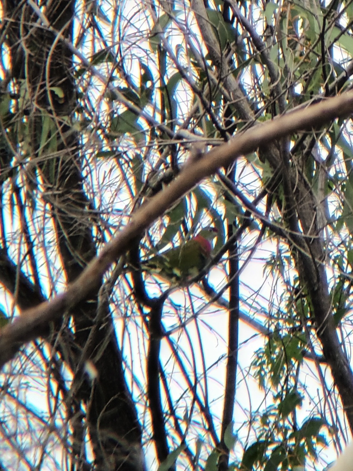 Superb Fruit Dove (Ptilinopus superbus), photo 2