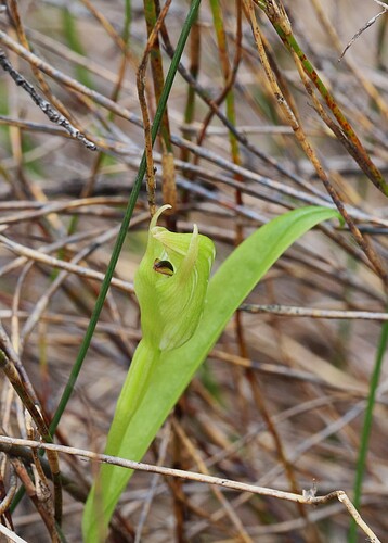 Pterostylis furcata observed 2025-12-05