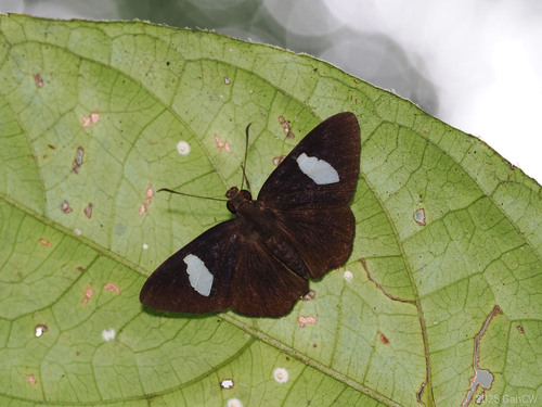 Celaenorrhinus ficulnea