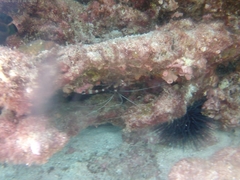 Banded Coral Shrimp