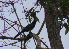Cyanocorax melanocyaneus