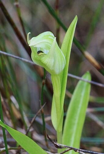 Pterostylis furcata observed 2025-12-05