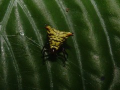 Micrathena lucasi