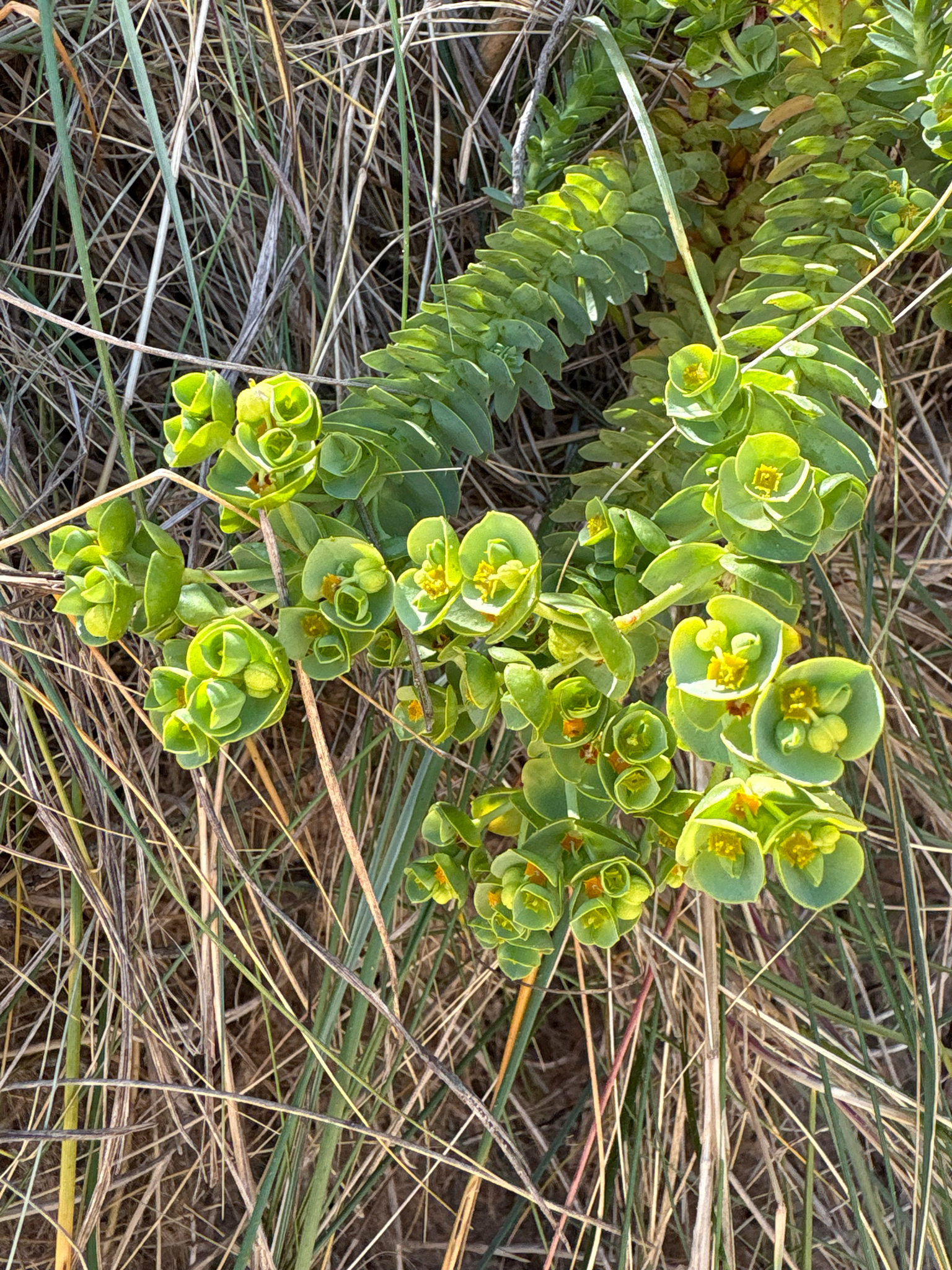 Sea spurge