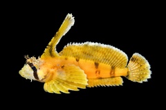 Sailfin Sculpin photo 1