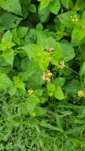 common lantana