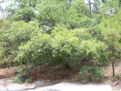 Quercus georgiana