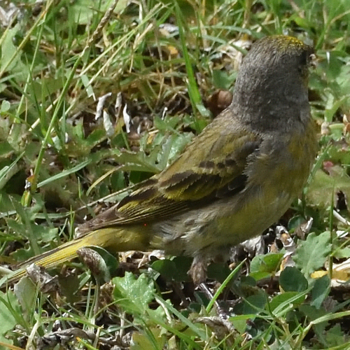 Cape Canary (Serinus canicollis), photo 2