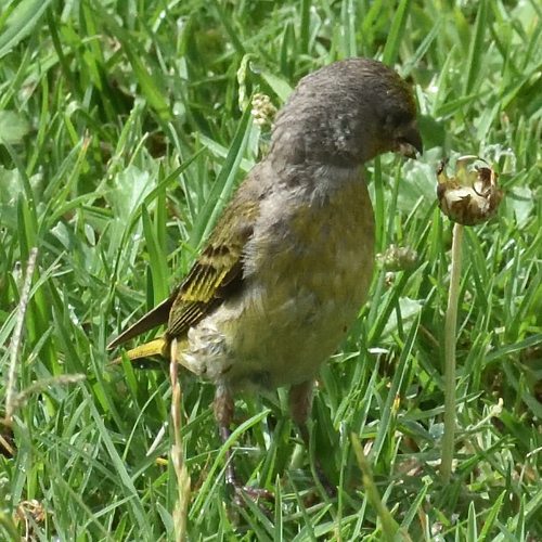 Cape Canary (Serinus canicollis)