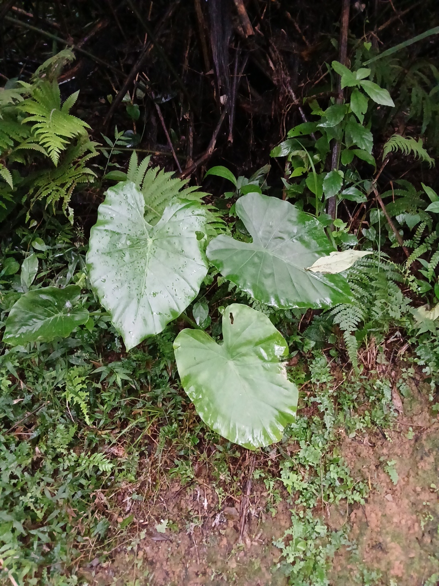 Imagem de orelha-de-elefante