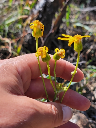 layne's ragwort (Packera layneae)