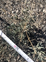 Nerisyrenia camporum