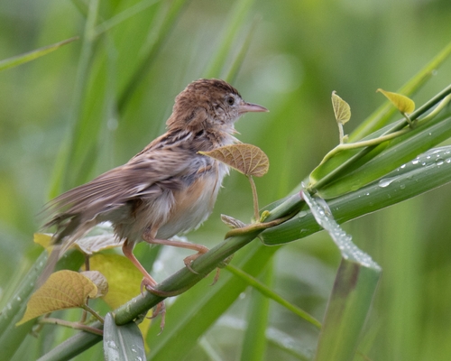 Cisticola juncidis