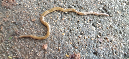 Flatworms (various species)