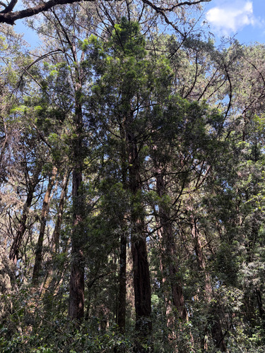 Afrocarpus gracilior, photograph 2