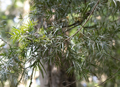 Afrocarpus gracilior