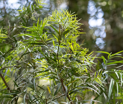 (c) avocat, some rights reserved (CC BY) Afrocarpus gracilior, photograph (c) avocat, some rights reserved (CC BY)