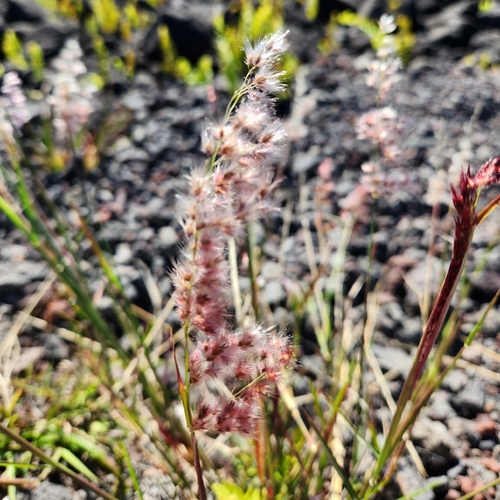 Melinis repens observed 2025-11-30
