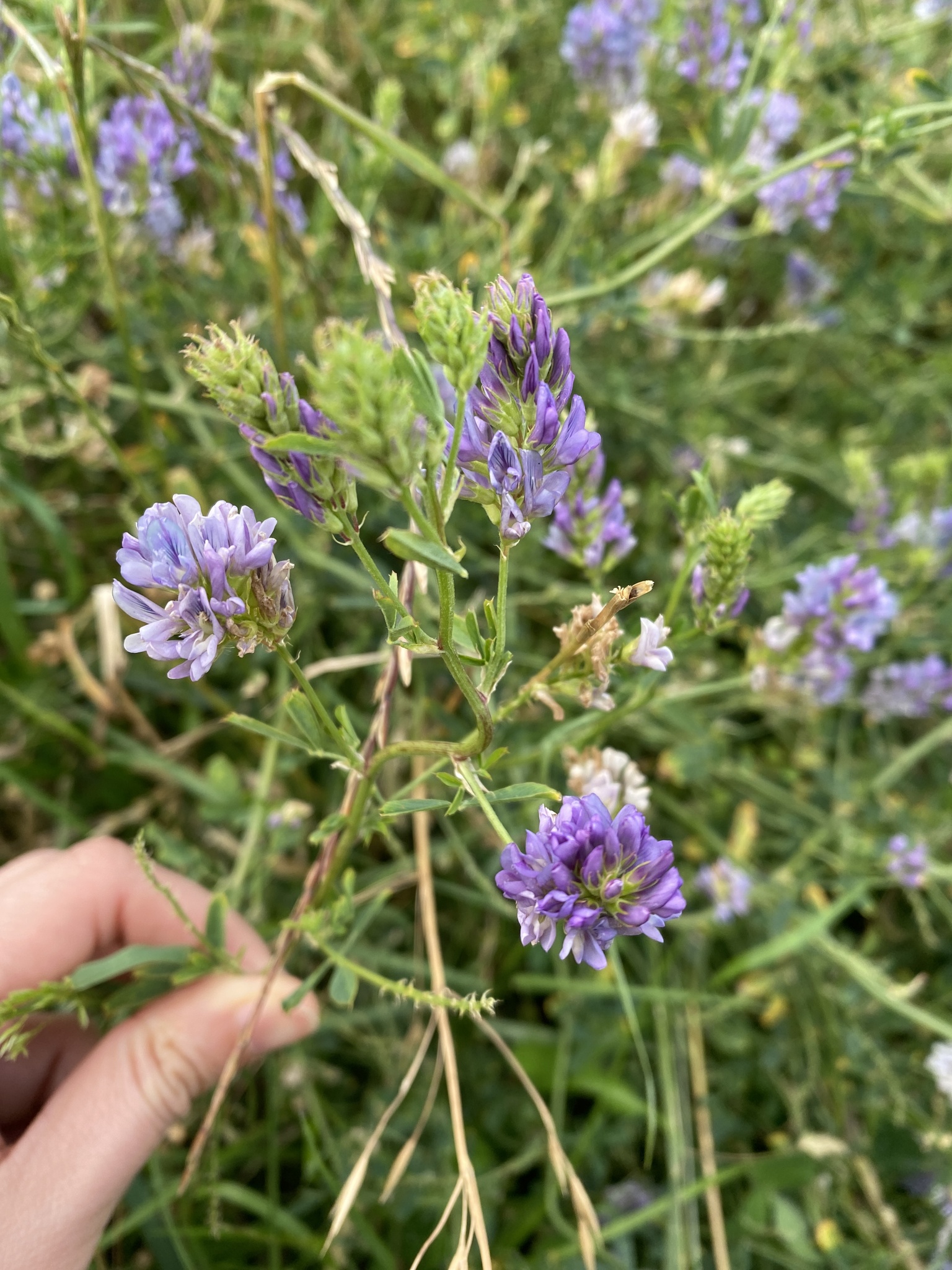 Alfalfa