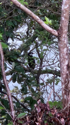 Little Pied Cormorant (Microcarbo melanoleucos), photo 4