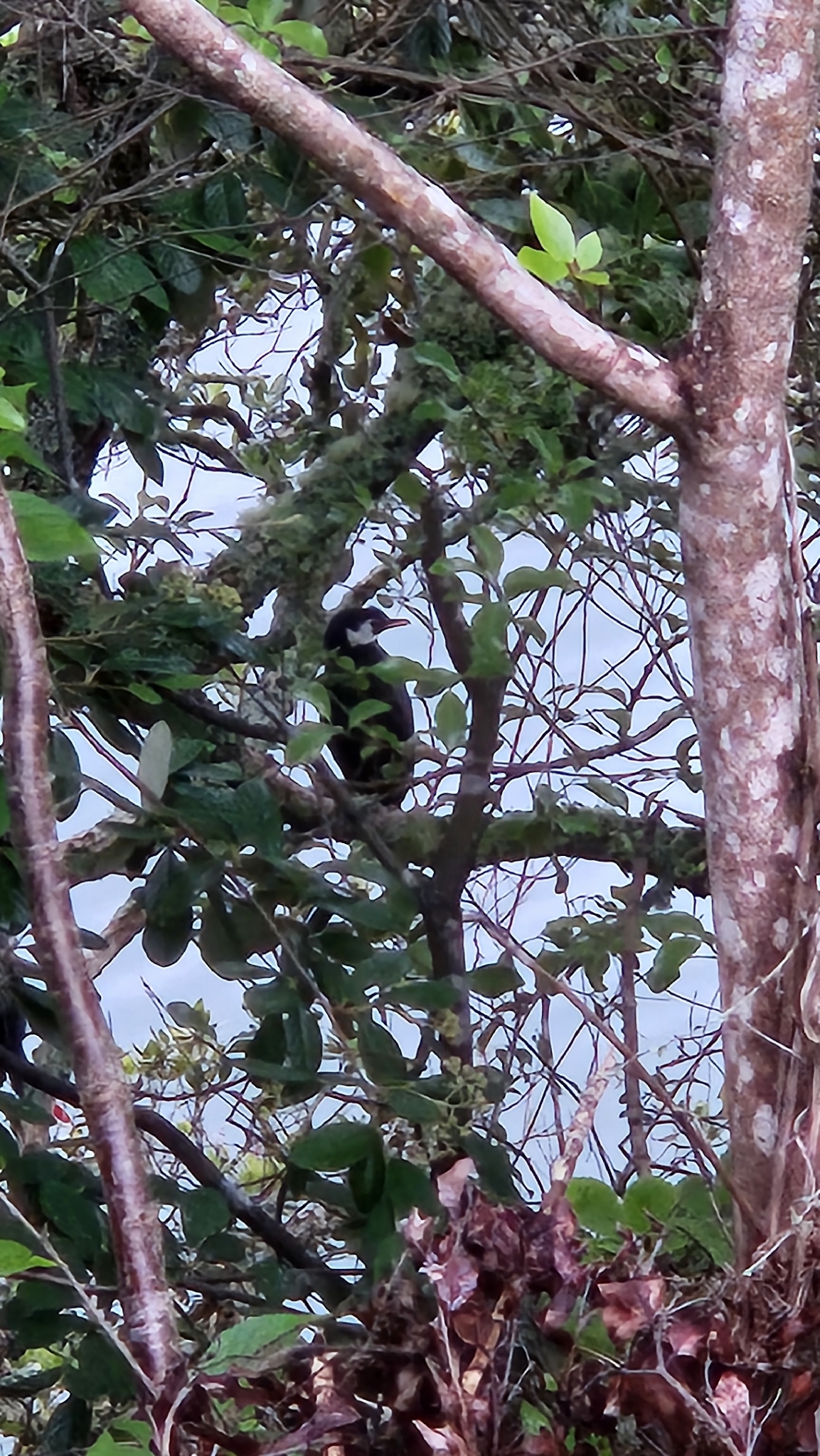 Little Pied Cormorant (Microcarbo melanoleucos), photo 5