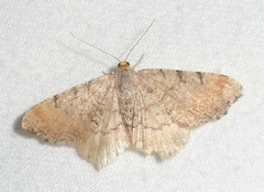 Macaria bicolorata