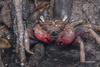 All-pink Fingered Vinegar Crab - Photo (c) Melvyn Yeo, some rights reserved (CC BY-NC), uploaded by Melvyn Yeo