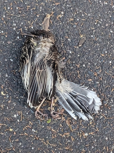 Red Wattlebird (Anthochaera carunculata), photo 2