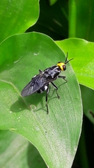 Cyphomyia wiedemanni
