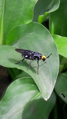 Cyphomyia wiedemanni