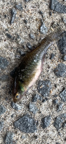 Australian carp-gudgeon (Hypseleotris compressa) — Eleotridae