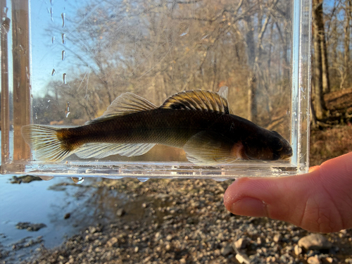 River Darter