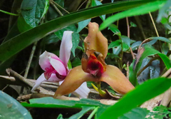 Lycaste virginalis