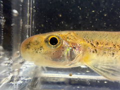 Coosa Chub photo 4