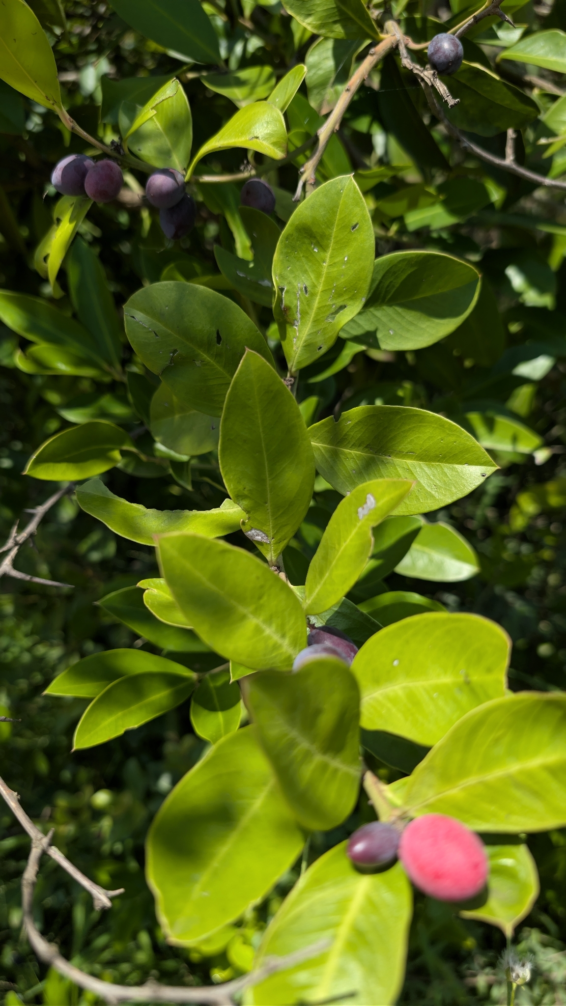 Bushman's-Poison (Acokanthera oppositifolia)